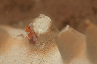 「ウミウシカクレエビ(Imperial partner shrimp)」のサムネイル画像