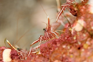 「スザクサラサエビ」のサムネイル画像