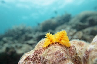 「イバラカンザシ(Christmas tree worm)」のサムネイル画像