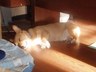 「ウェルシュ・コーギー・ペンブローク(Pembroke Welsh Corgi)」のサムネイル画像