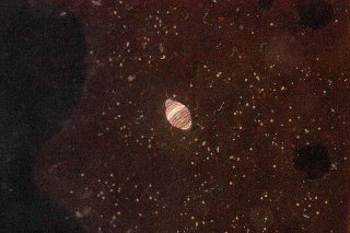 「ヨコエビの仲間」のサムネイル画像