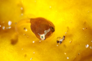 「ホテイウオ(ゴッコ)」のサムネイル画像