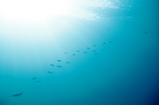 「アオリイカ(Bigfin Reef Squid)」のサムネイル画像