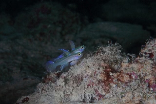 「モエギハゼ」のサムネイル画像