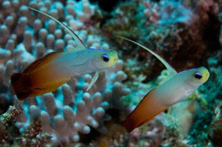 「ハタタテハゼ(Red fire Goby)」のサムネイル画像