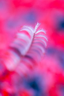 「ウミシダの仲間(sea feather)」のサムネイル画像