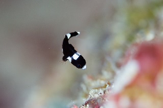 「無題」のサムネイル画像