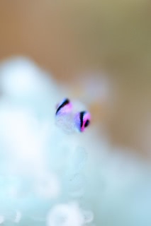 「アカメハゼ」のサムネイル画像