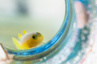 「ナカモトイロワケハゼ」のサムネイル画像