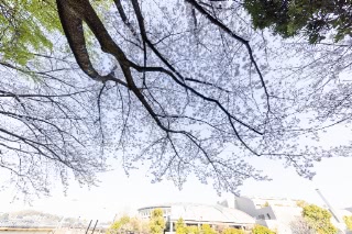 「ソメイヨシノ(染井吉野)」のサムネイル画像