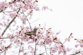 「オオヤマザクラ(エゾヤマザクラ,ベニヤマザクラ)」のサムネイル画像