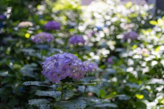 「アジサイ」のサムネイル画像