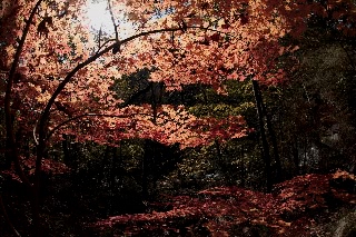 「無題」のサムネイル画像