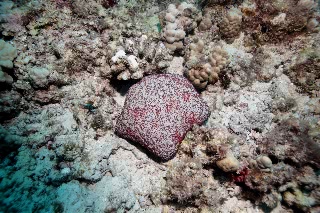 「マンジュウヒトデ」のサムネイル画像