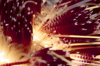 「イイジマフクロウニ」のサムネイル画像