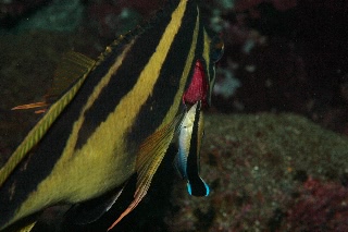 「タカノハダイ」のサムネイル画像