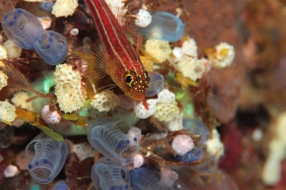 「タテジマヘビギンポ(Tropical striped triplefin)」のサムネイル画像