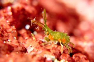 「ヨコエビの仲間」のサムネイル画像