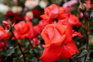 「ローラ」のサムネイル画像