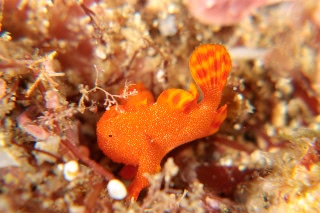 「イロイザリウオ(イロカエルアンコウ)」のサムネイル画像