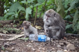 「サル」のサムネイル画像