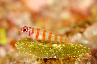 「Candycane dwarfgoby(キャンディーケイン・ドワーフゴビー)」のサムネイル画像