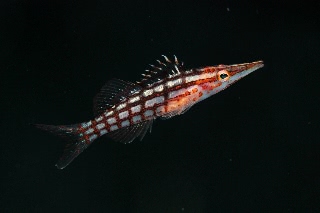 「クダゴンベ(longnose hawkfish)」のサムネイル画像