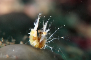 「オリヅルエビ」のサムネイル画像