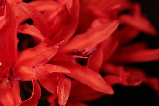 「ダイヤモンドリリー(ネリネ)」のサムネイル画像