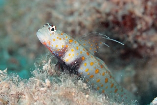 「ヤマブキハゼ(Orange-spotted shrimp Goby)」のサムネイル画像