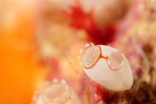 「デストロイヤーホヤ(ミルククラウンホヤ)」のサムネイル画像