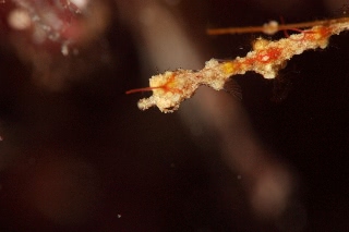 「pygmy pipehorse(ピグミーパイプホース,ピグミーシードラゴン)」のサムネイル画像