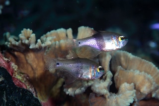 「クロオビアトヒキテンジクダイ(Black-belted cardinalfish)」のサムネイル画像