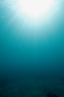 「アオリイカ(Bigfin Reef Squid)」のサムネイル画像