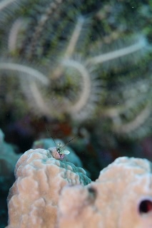 「カンザシヤドカリ(Coral Hermit Crab)」のサムネイル画像