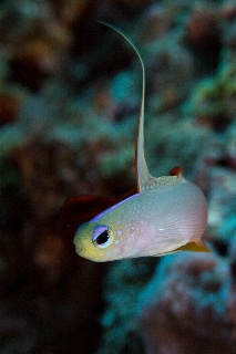 「ハタタテハゼ(Red fire Goby)」のサムネイル画像