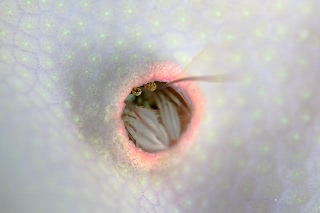 「カンザシヤドカリ(Coral Hermit Crab)」のサムネイル画像