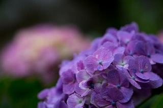 「アジサイ」のサムネイル画像