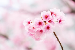 「ヨコハマヒザクラ(横浜緋桜)」のサムネイル画像