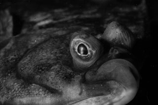 「カレイの仲間」のサムネイル画像