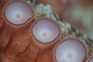 「ミズダコ」のサムネイル画像