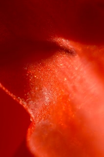 「ダイヤモンドリリー(ネリネ)」のサムネイル画像