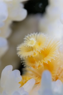 「イバラカンザシ(Christmas tree worm)」のサムネイル画像