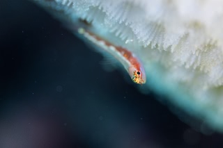 「無題」のサムネイル画像