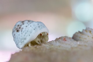 「オガサワラカイカムリ(ユキンコボウシガニ)」のサムネイル画像