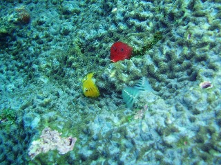 「イバラカンザシ(Christmas tree worm)」のサムネイル画像