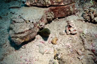 「ウツボの仲間」のサムネイル画像