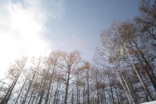 「白樺の木々」のサムネイル画像