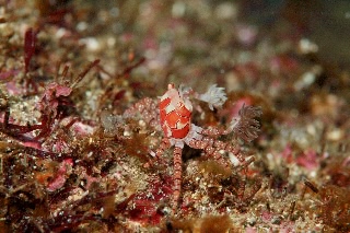 「キンチャクガニ(Boxer crab)」のサムネイル画像