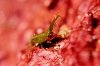 「ヨコエビの仲間」のサムネイル画像